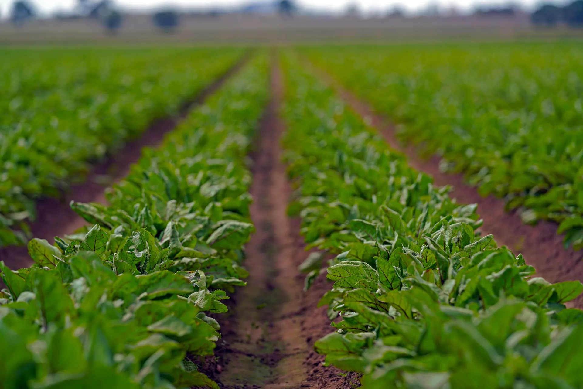 Australian-grown beetroot crop at Mulyan farm near Cowra NSW