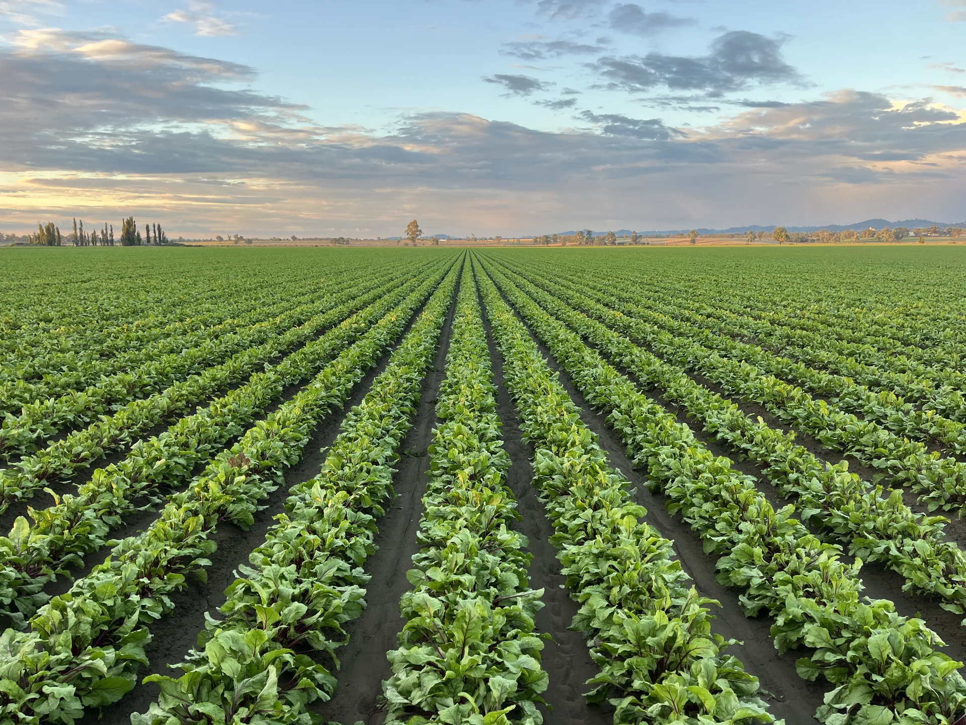 Rows of beetroot growing at Mulyan farm near Cowra NSW