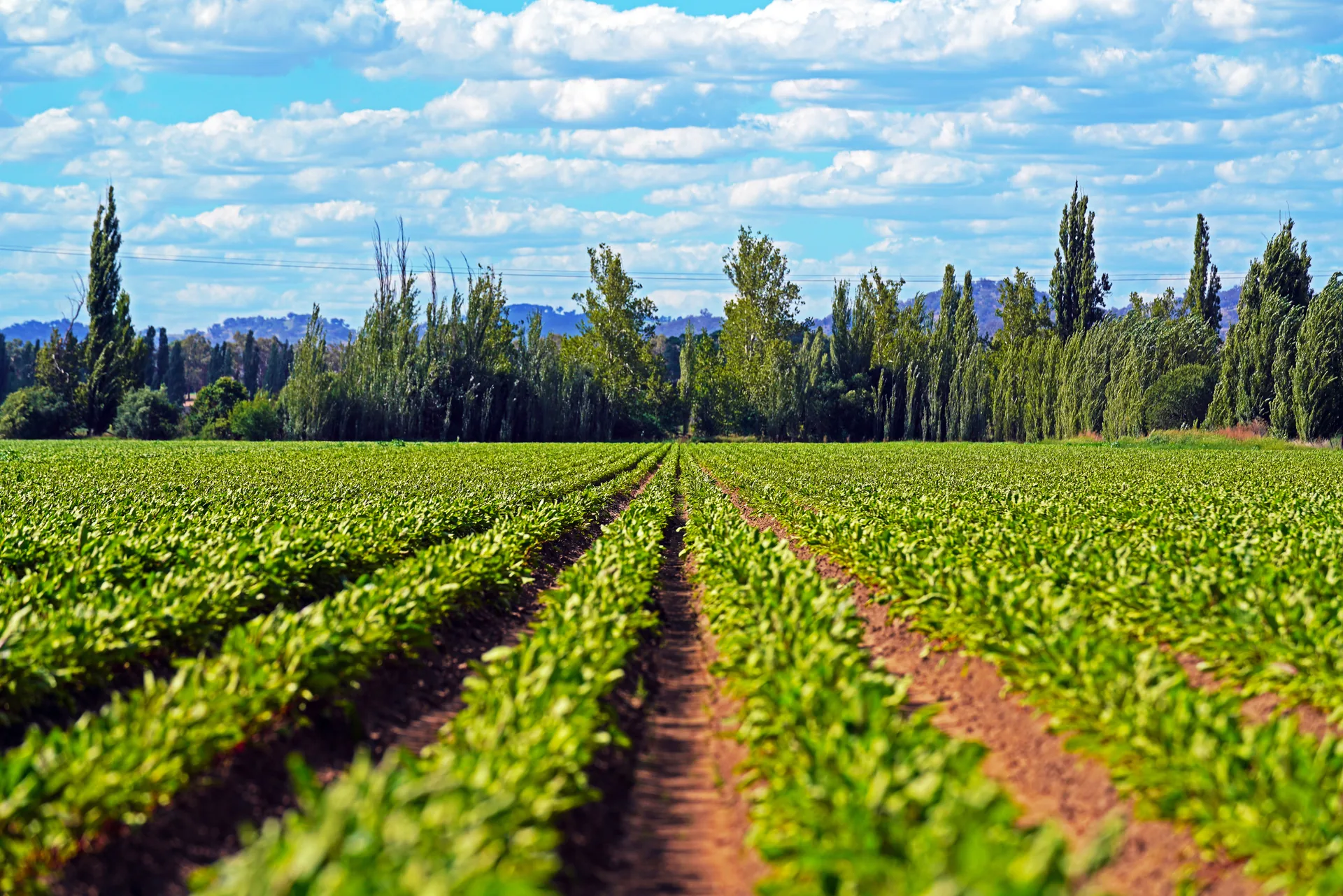 Australian-grown beetroot crop at Mulyan farm near Cowra NSW
