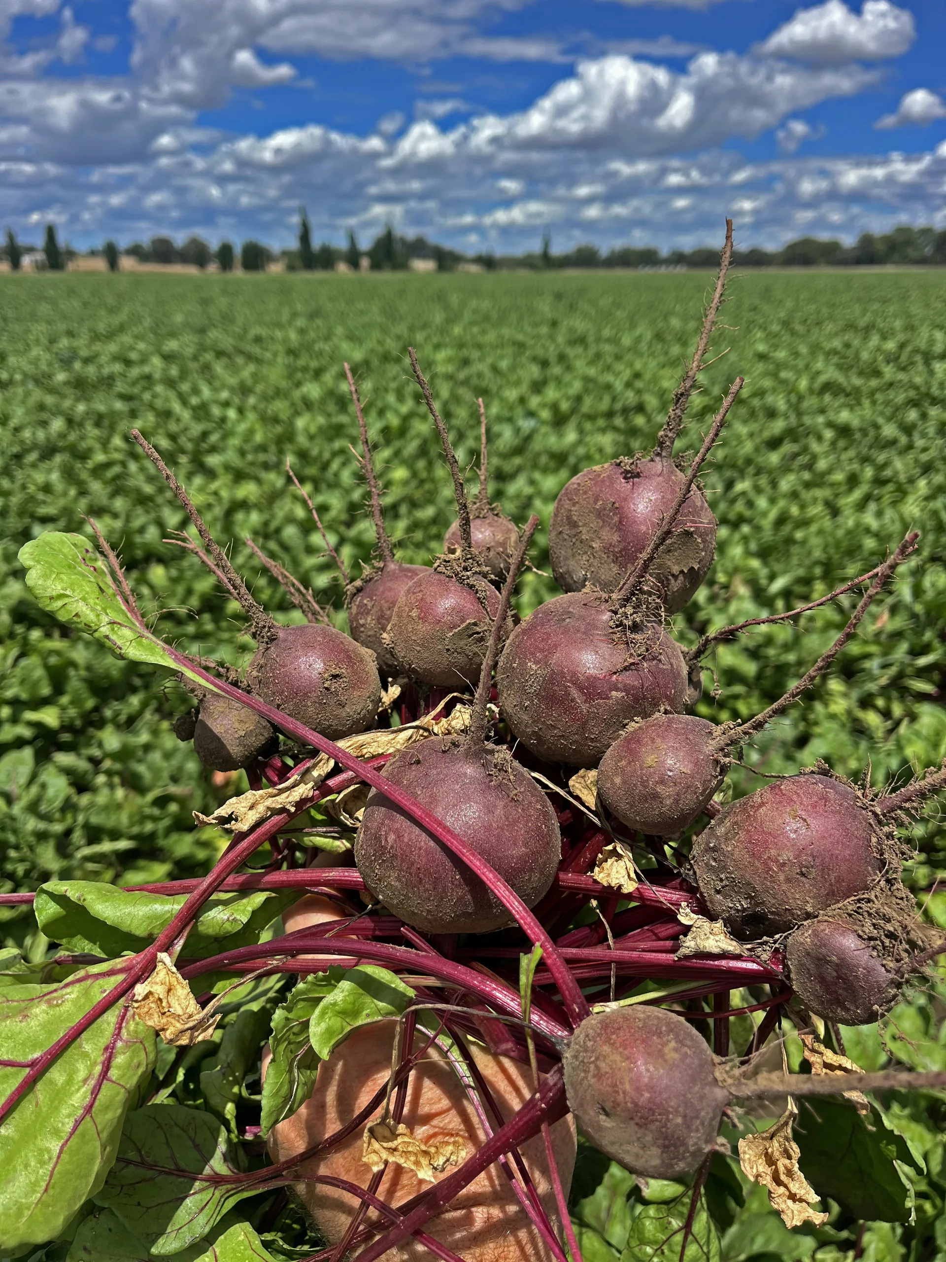 Fresh beetroot harvested from a crop near Cowra NSW