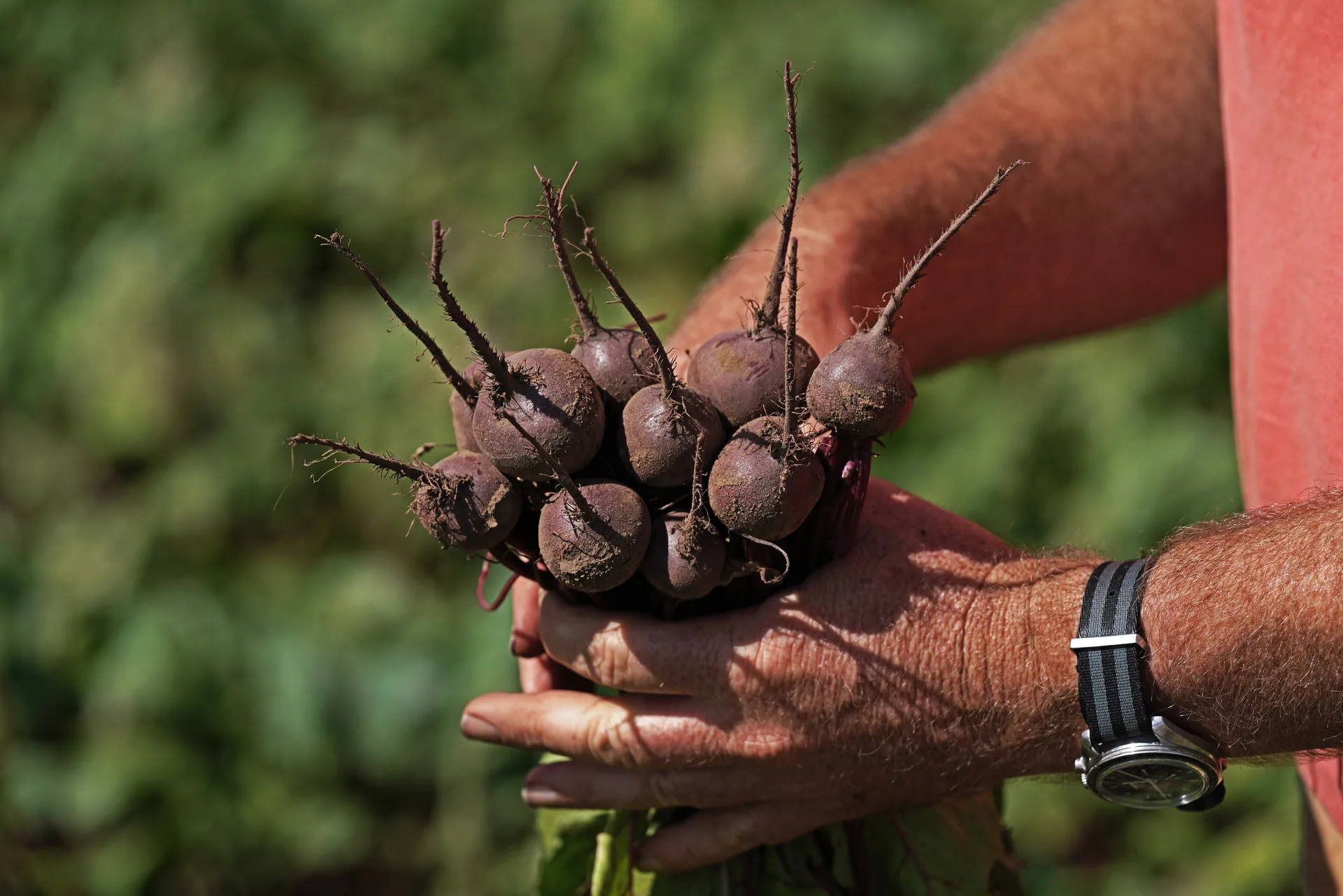 Freshly harvested beetroot held by a farmer at Mulyan near Cowra NSW
