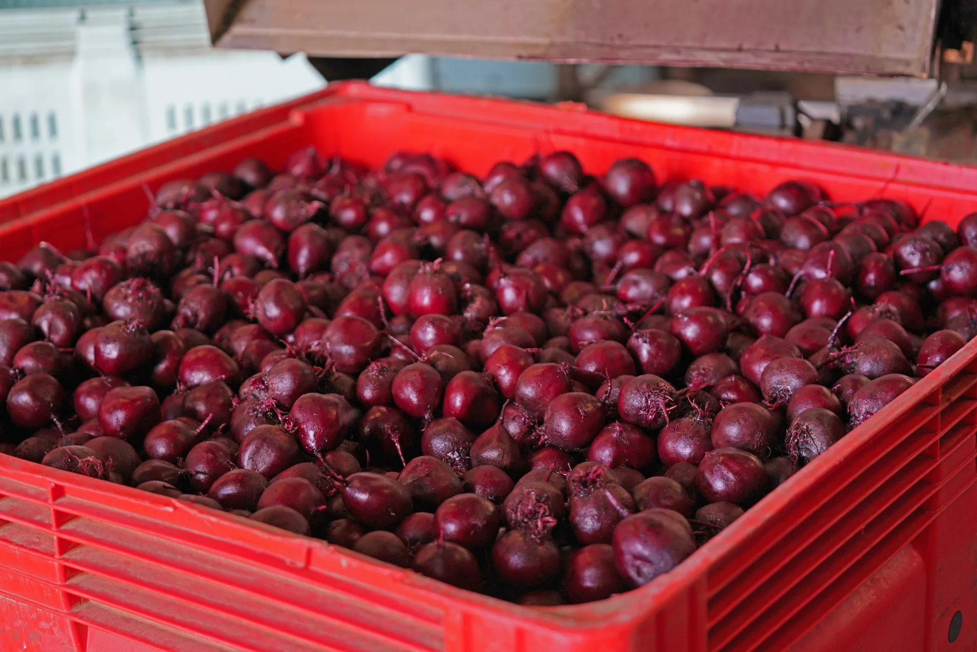 Fresh harvested beetroot collected in a produce crate