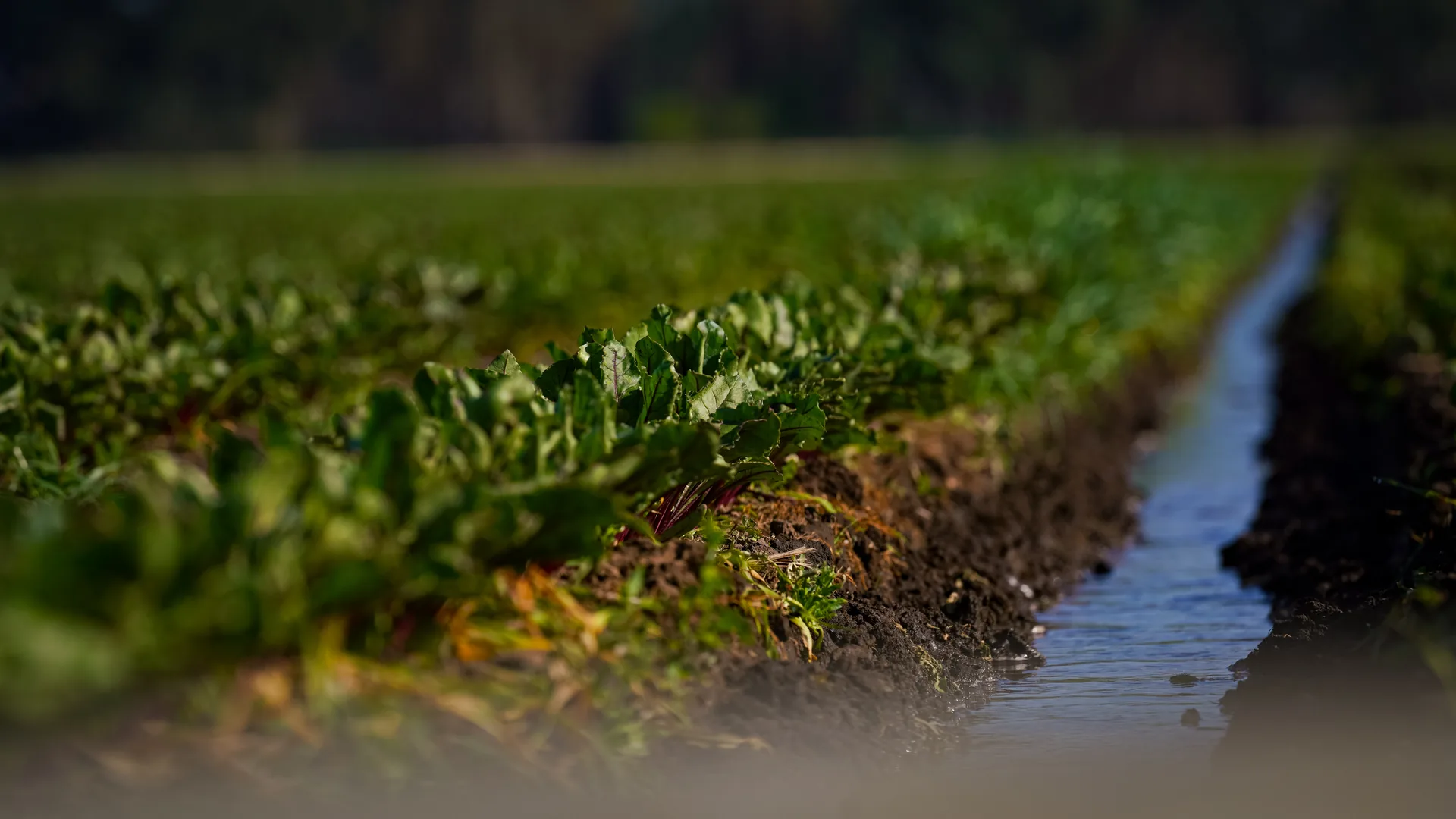 Irrigated beetroot crop at Mulyan near Cowra NSW