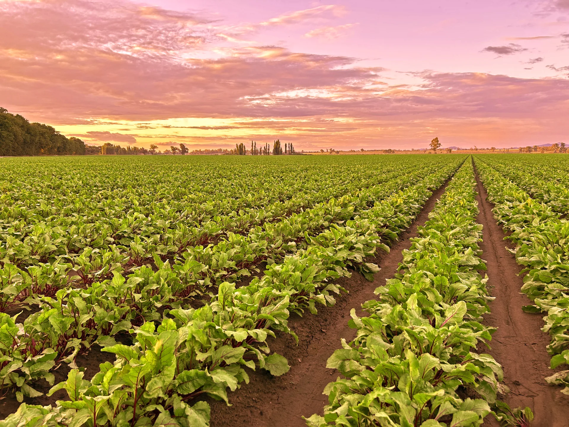 Beetroot fields at Mulyan farm near Cowra in the Central West of NSW