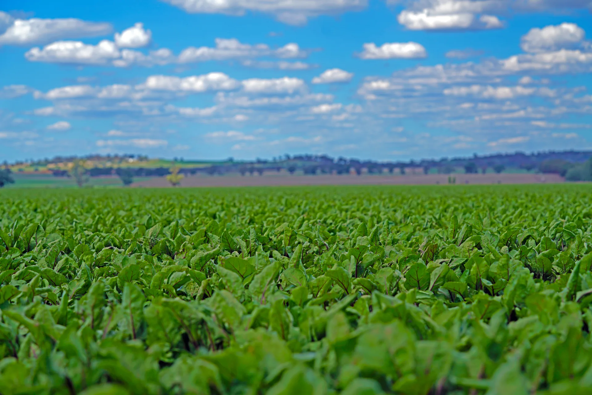 Beetroot crop growing at Mulyan farm in Cowra NSW