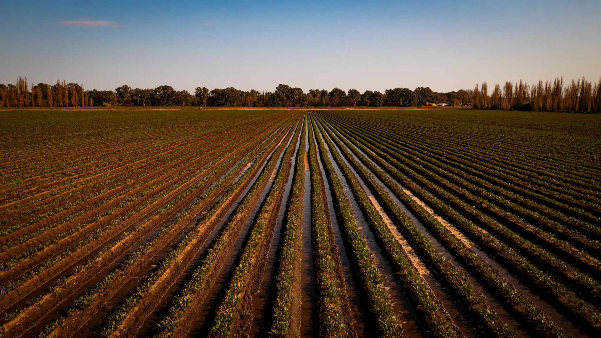 Prepared agricultural field rows at Mulyan farm in Cowra NSW